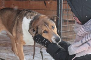 Миниатюра для - Строим Новый дом